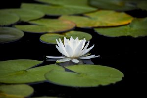 lotus, lily, aquatic