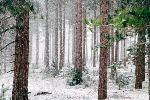 woods, snowy, trees
